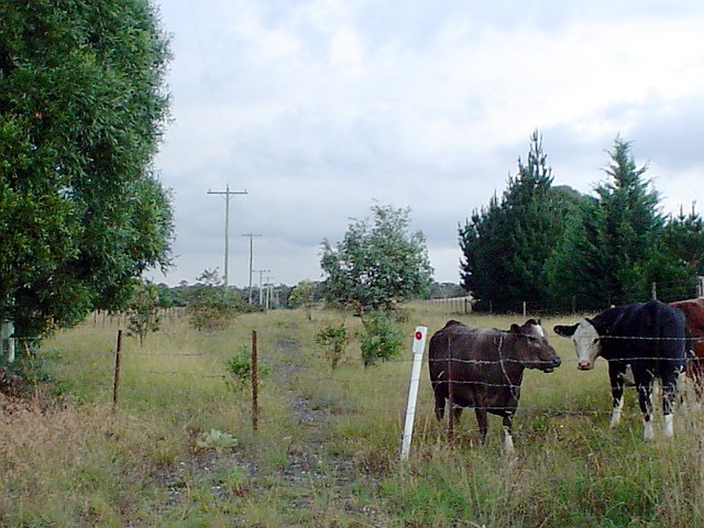 The view looking along the formation towards the colliery at Medway Road.