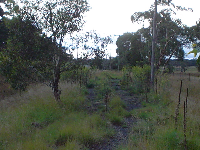 The view looking along the overgrown formation back up towards the junction.