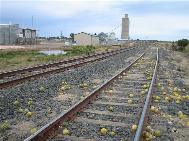 The view looking east towards Narrabri.