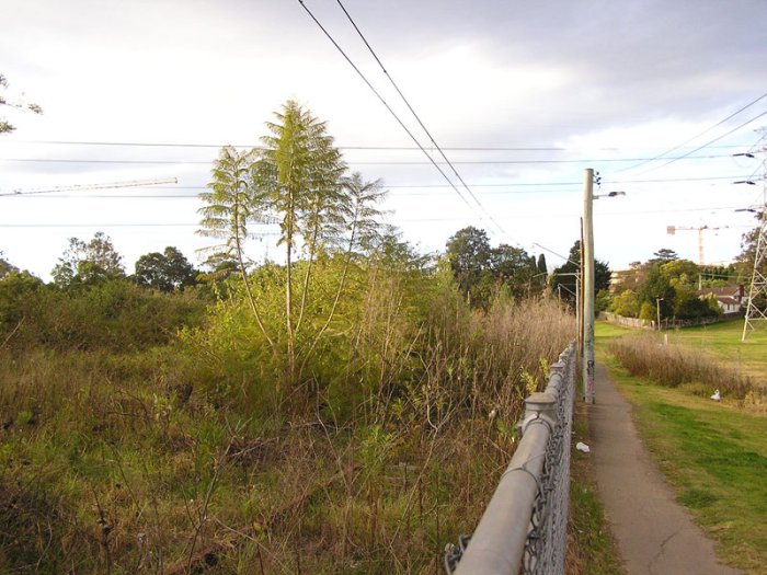 Rusty rails poking out of the overgrowth, looking north about 50m north of the station.