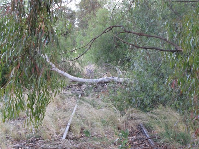 The overgrown approach to the station.