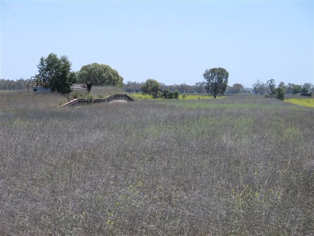 
The remaining tracks at Pokataroo are well and truly overgrown.
