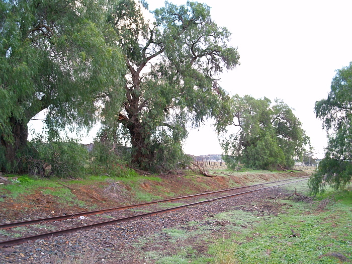 The location of the platform at Warrobil. Looking towards Gulgong.