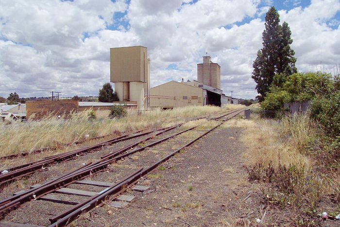 
Another view looking north of the overgrown yard.
